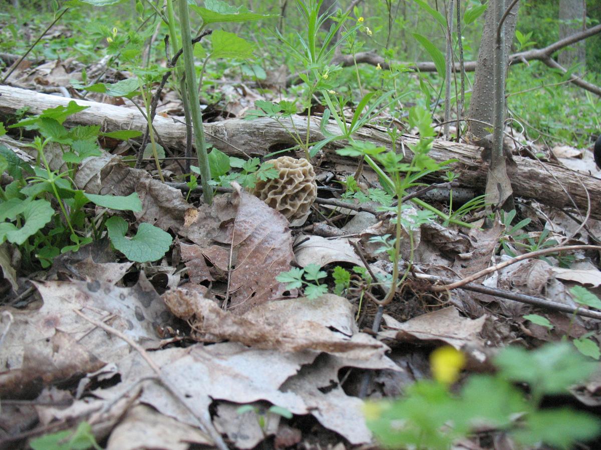 In search of the mysterious morel Mushroom, wild edibles talk with