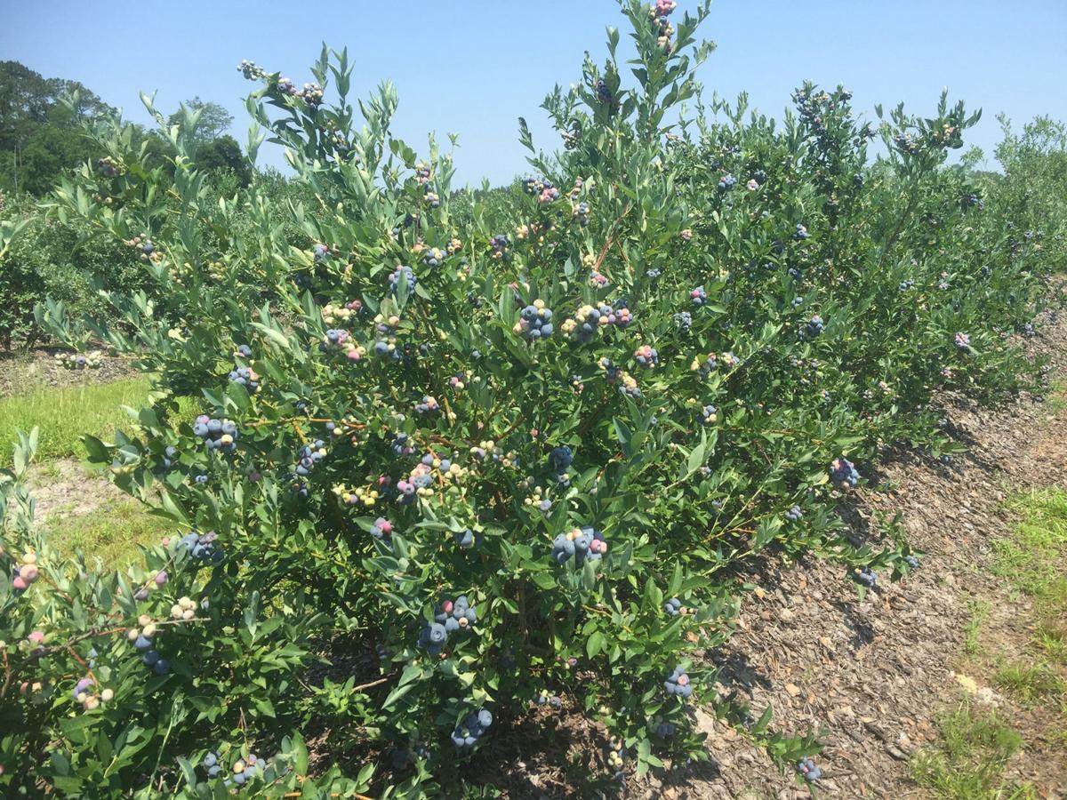 New Blueberries Are A Boon To Home Growers Home And Garden Fredericknewspost Com