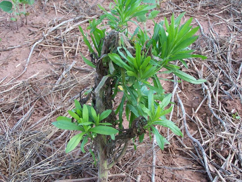 A Clean Start Farmers Eye Weed Control Options Before Planting