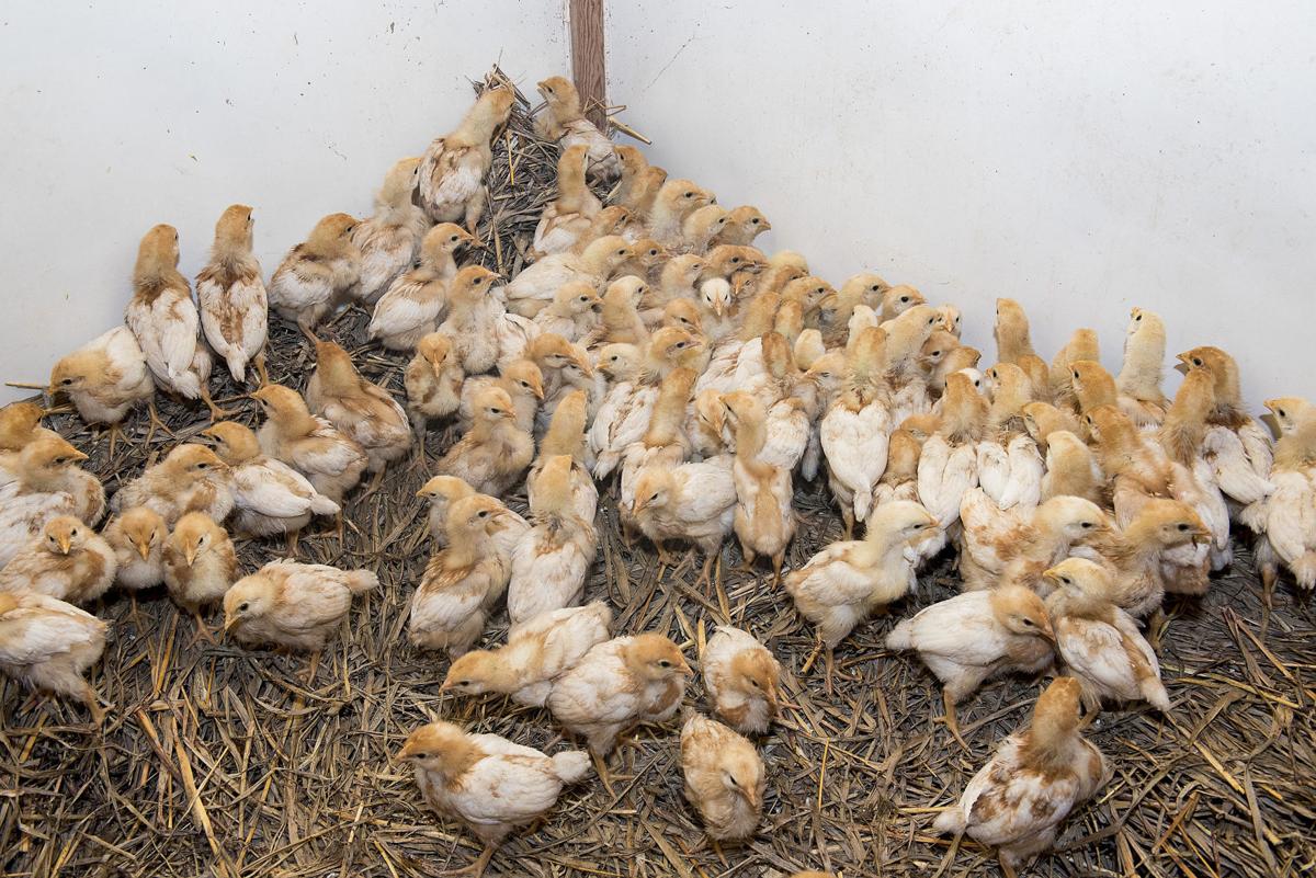 Raising Chickens Farmer Says Don T Chicken Out With Backyard