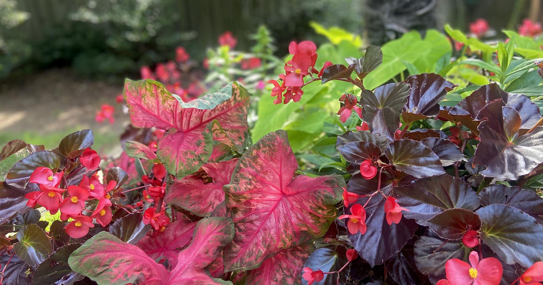 Heart to Heart ignites a fiery revival in caladiums - Vimarsana News