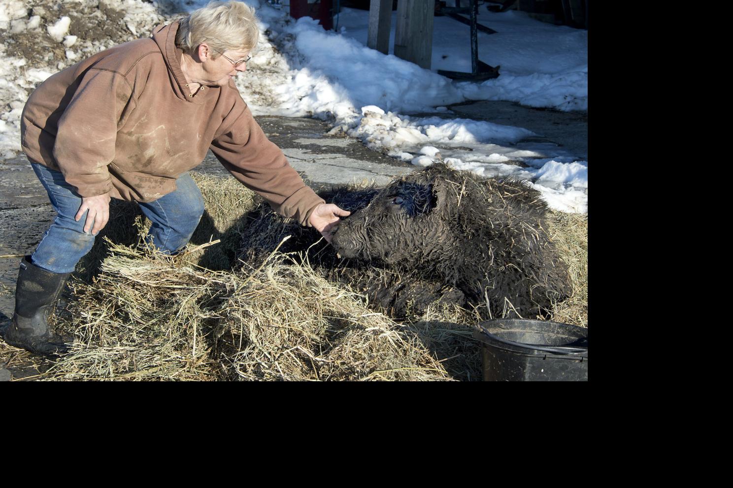 Ten Cows Died In Ijamsville Barn Collapse News