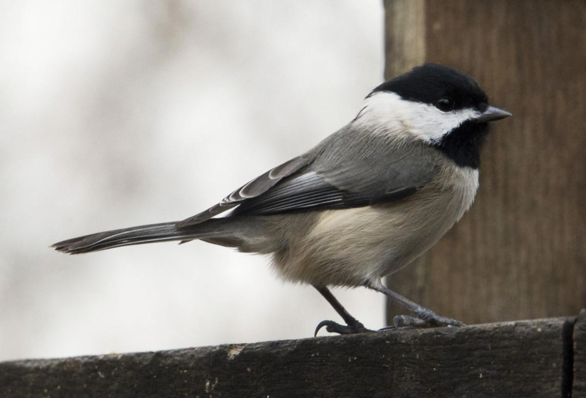 Audubon Society Calls On Bird Lovers To Explore Count Backyard