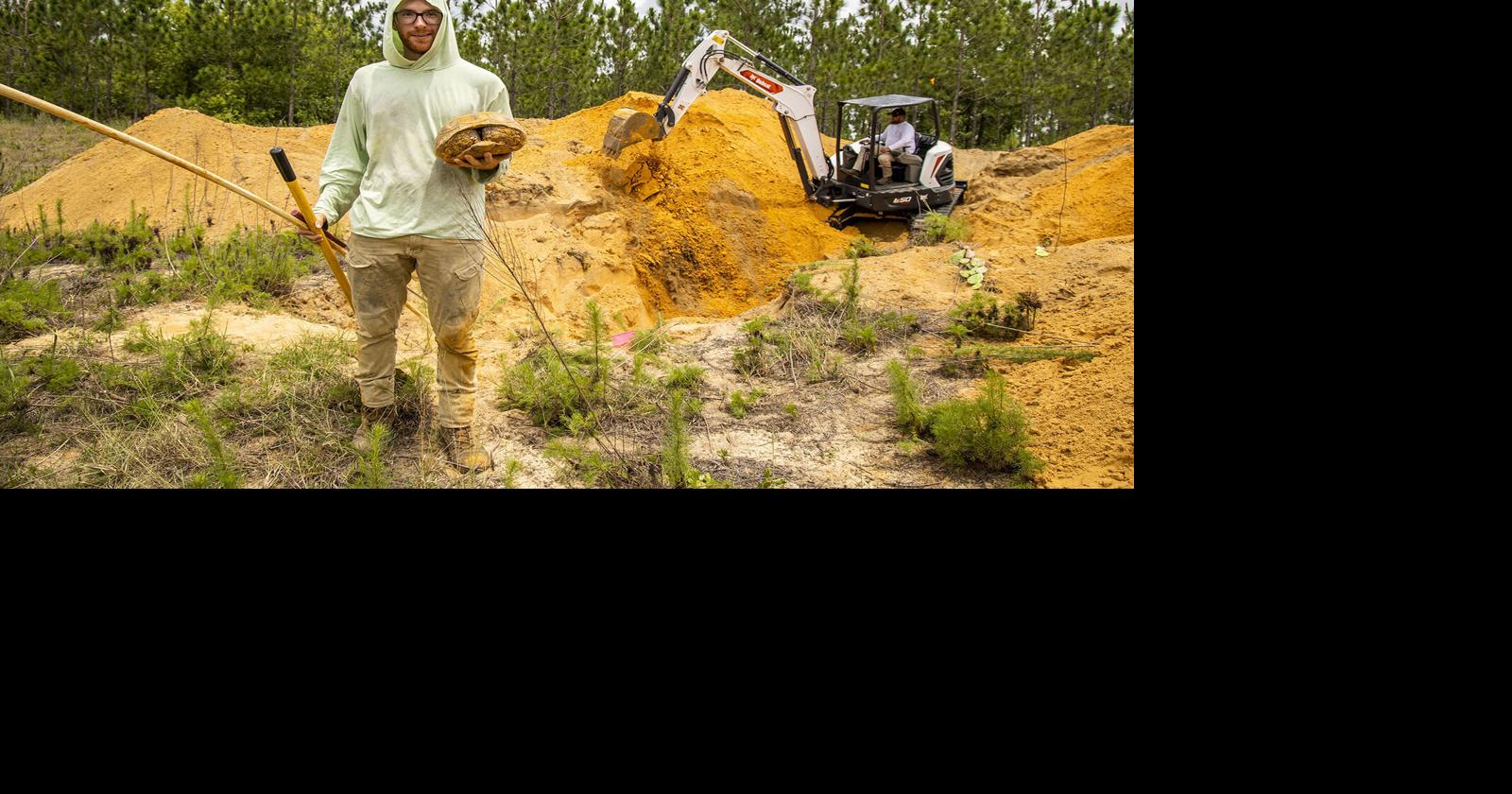 Saving Florida’s Gopher Tortoises Group rescues reptiles from death by