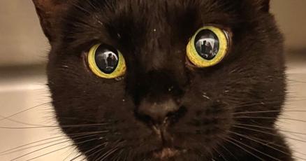 Featured pets — Aug. 19 : vimarsana.com