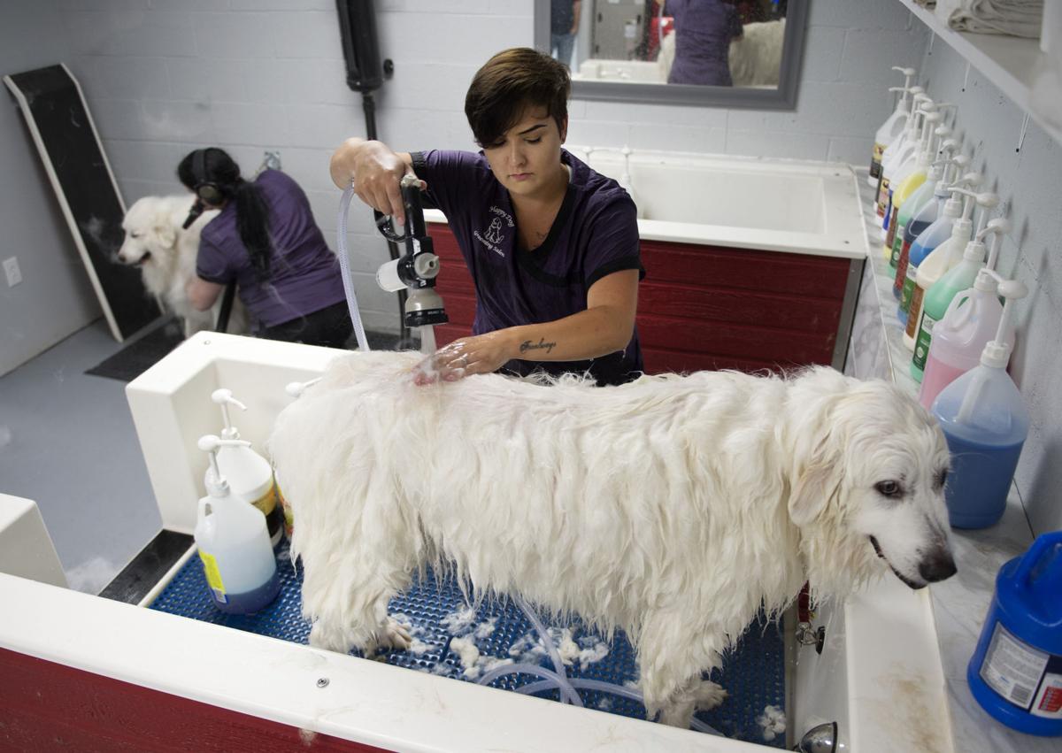 Dog grooming assistant jobs ontario