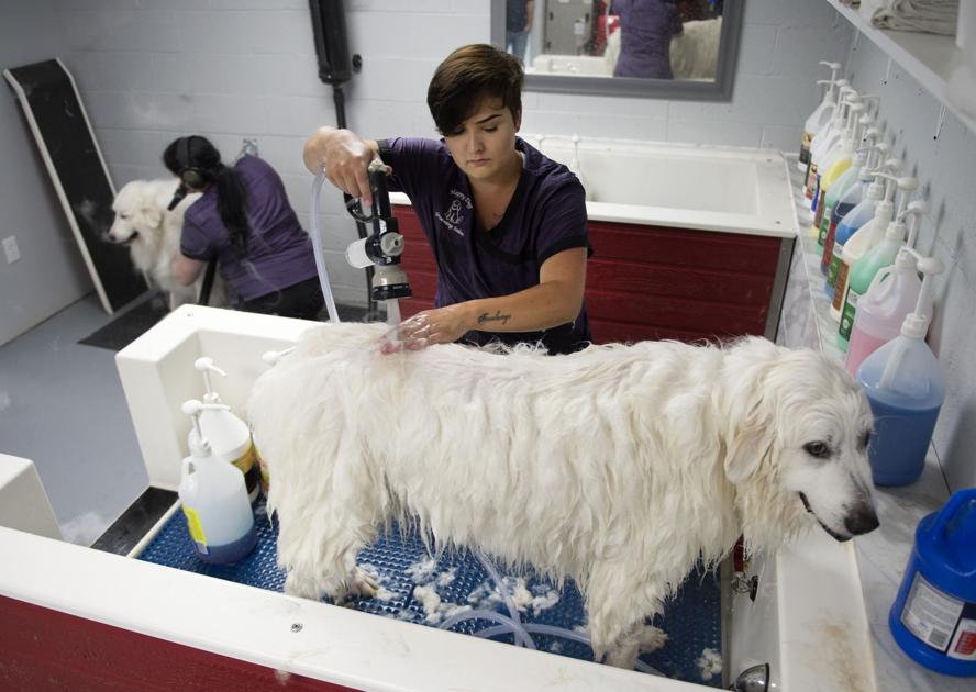 Dog grooming business opens location in Frederick
