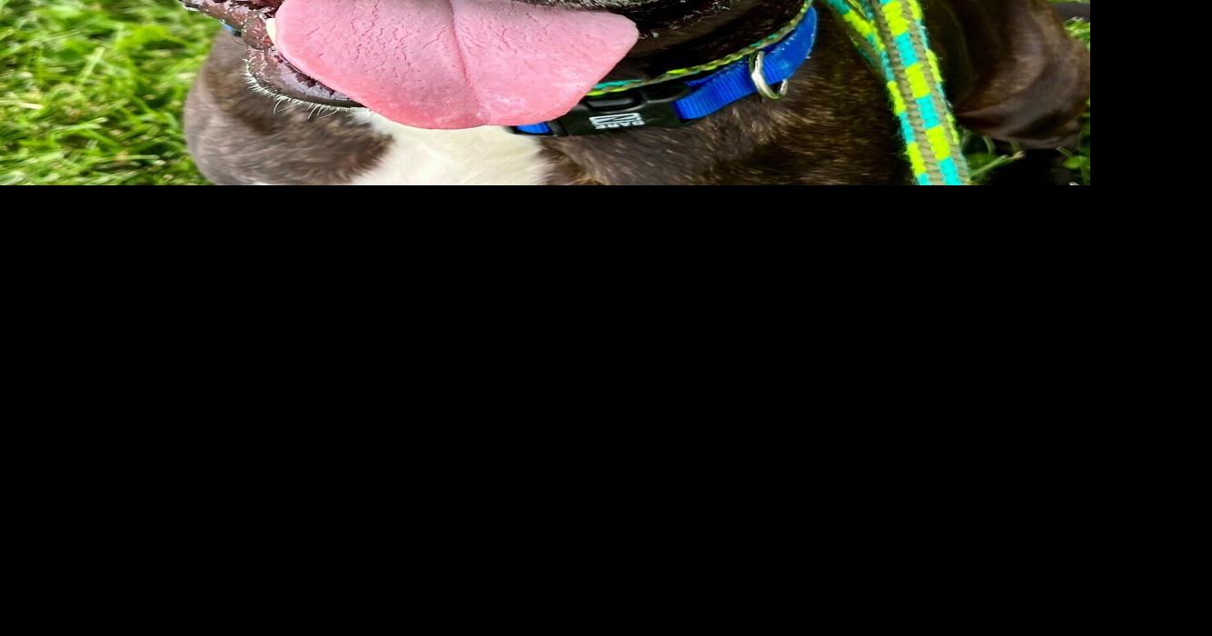 Looking for a home