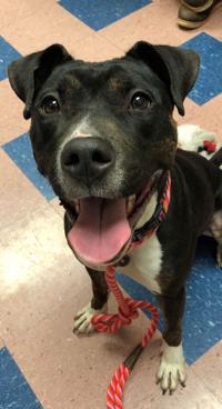 Pets And Animals Fredericknewspost Com