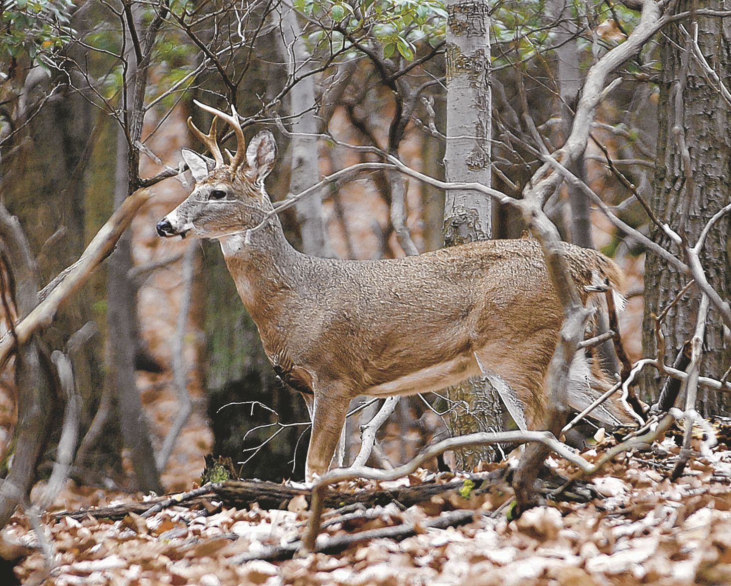 Maryland's Deer Firearms Hunting Season Underway | Travel And Outdoors ...