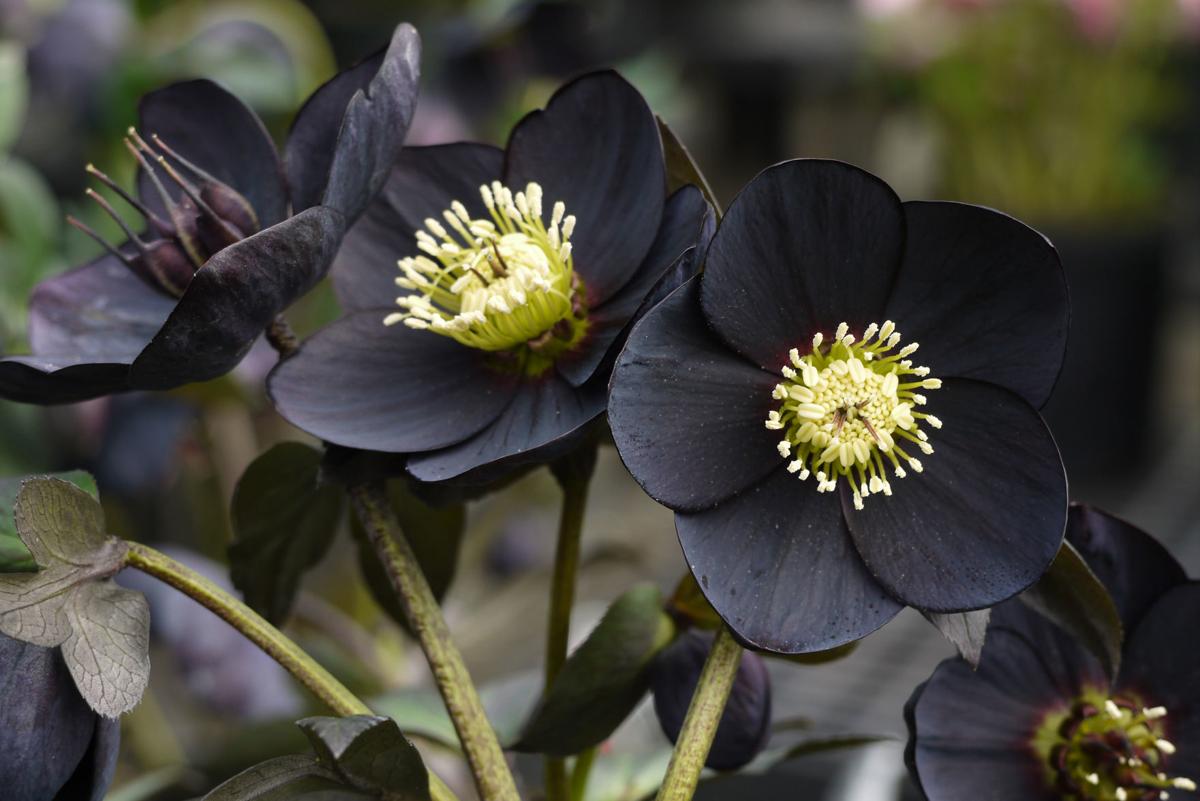 The hellebore: Popular, early, and now available in a dazzling variety | Ap  | fredericknewspost.com