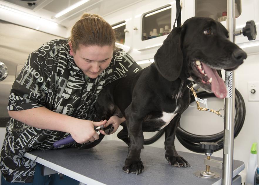 Mobile Pet Groomer Makes Career Of Lifelong Love Of Dogs Animals