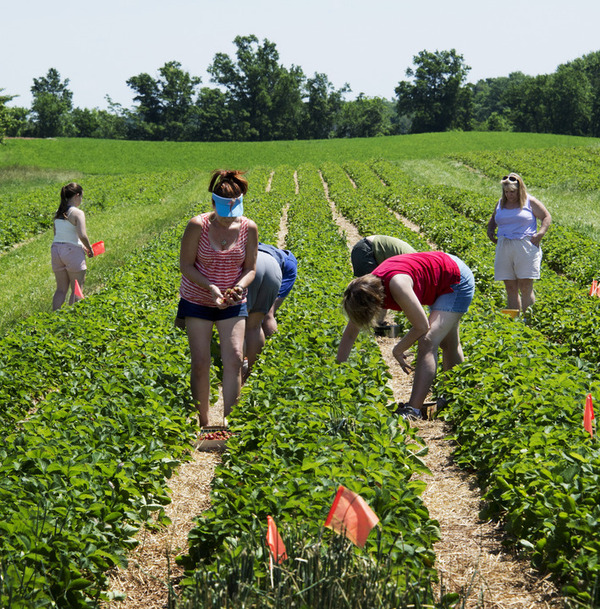 Strawberry fields for spring Picking your own in Frederick County