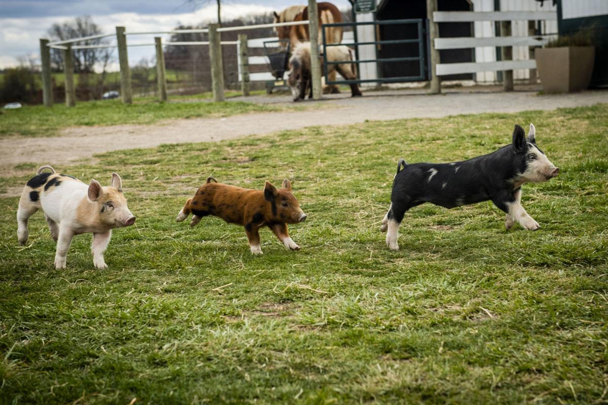 Green Meadows Farm holds its first Easter egg hunts of Spring ...
