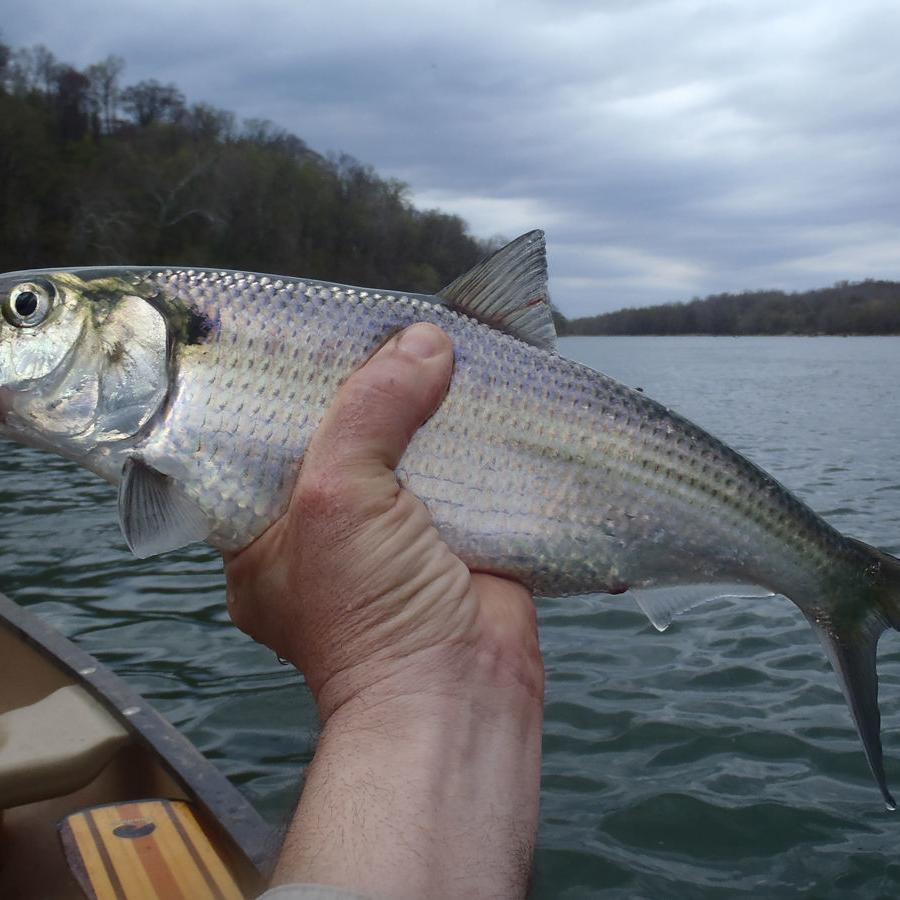 Today's Sportsman: Shad run is an angler's spring delight