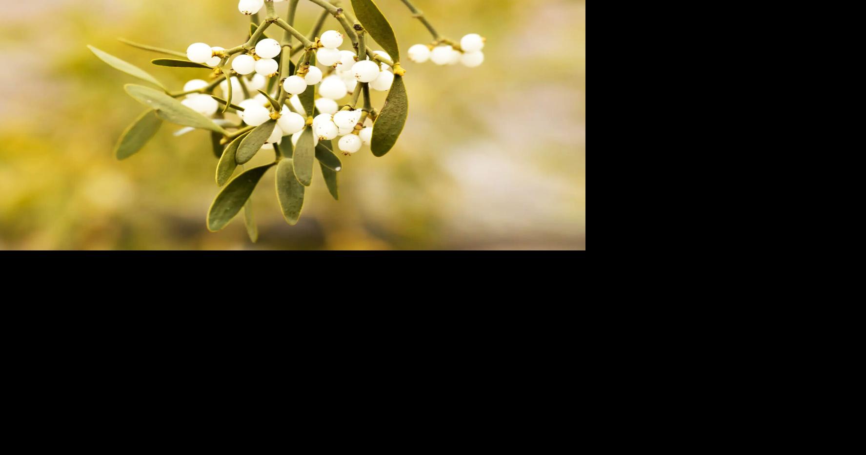 Holiday horticulture | Home And Garden