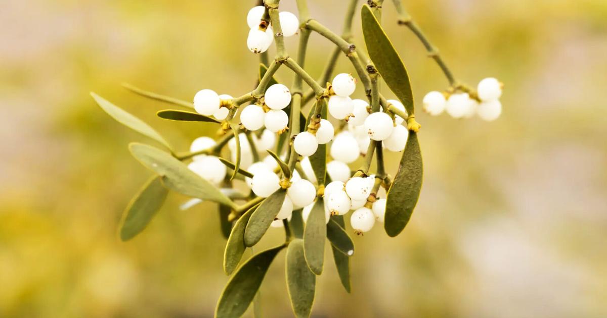 Holiday horticulture | Home And Garden Holiday horticulture | Home And Garden