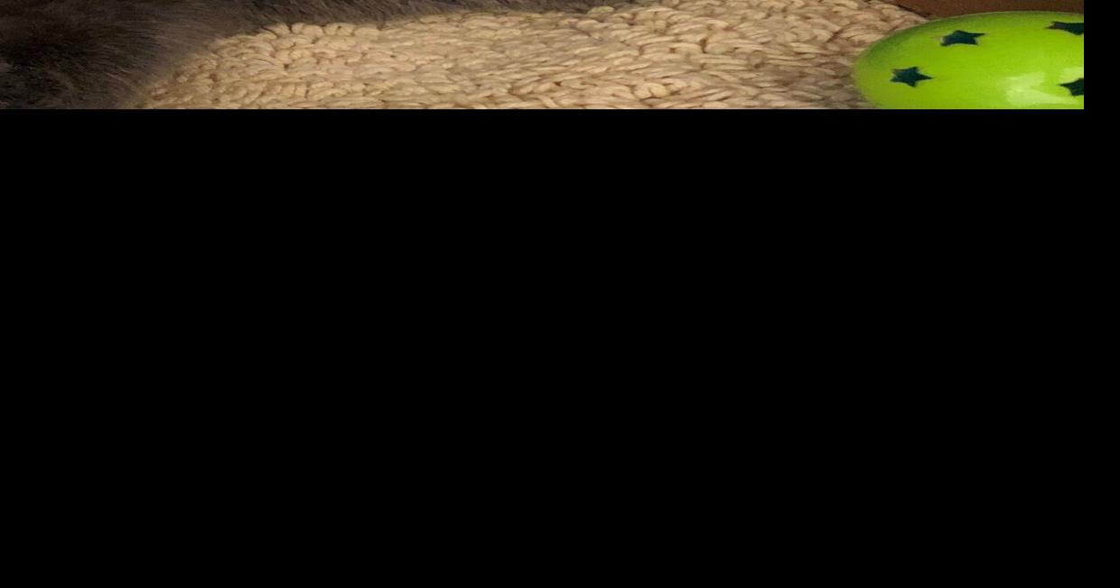 Galway Pets And Animals