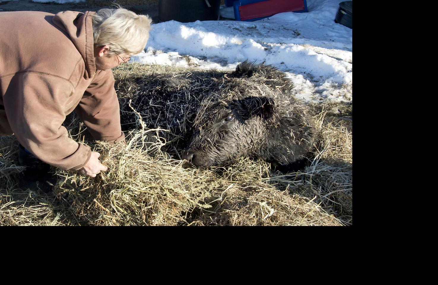 Ten Cows Died In Ijamsville Barn Collapse News