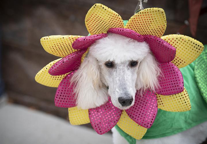 Dog O Ween costume contest