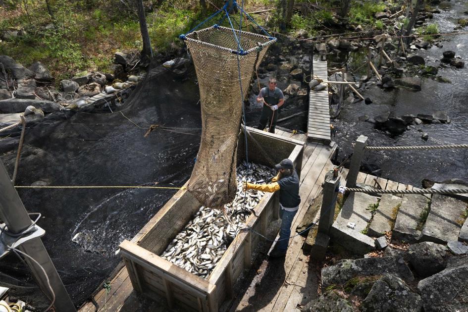 River herring, as soon as eyed for endangered listing, develop in counts Journey And Open air