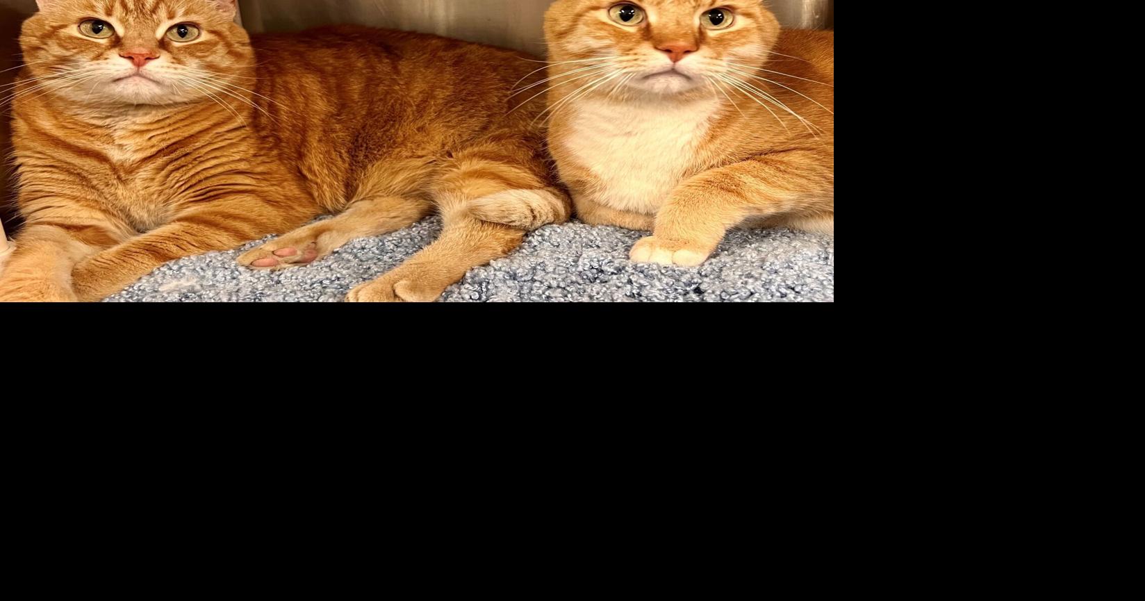 Kane & Fynch | Pets And Animals | fredericknewspost.com
