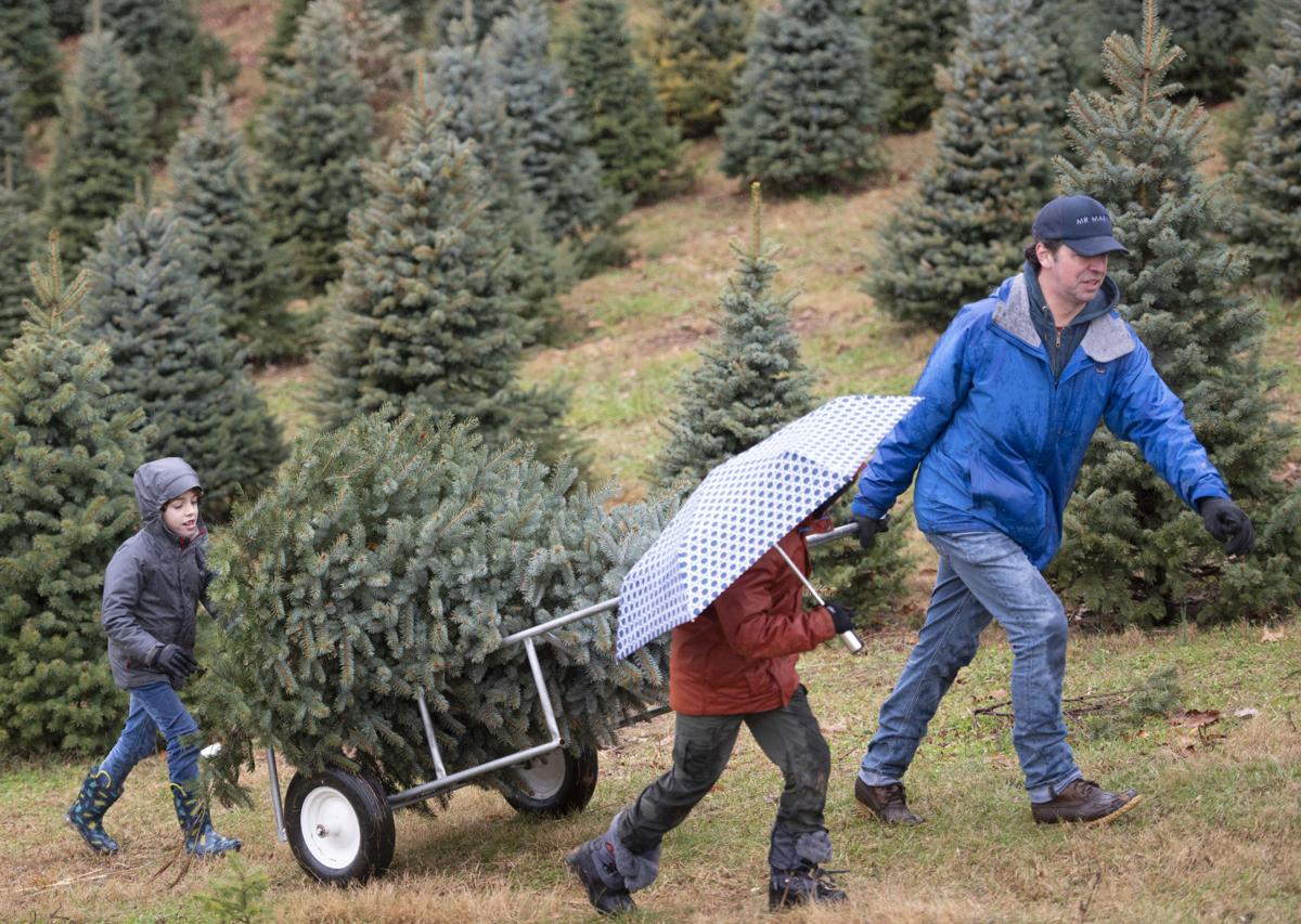 Local Christmas Tree Farms Local Christmas Tree Farms See Record Breaking Opening Week Retail Fredericknewspost Com
