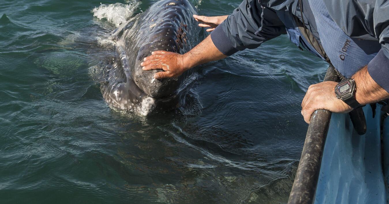 Hopeful signs for declining population of gray whales along West Coast - Vimarsana News