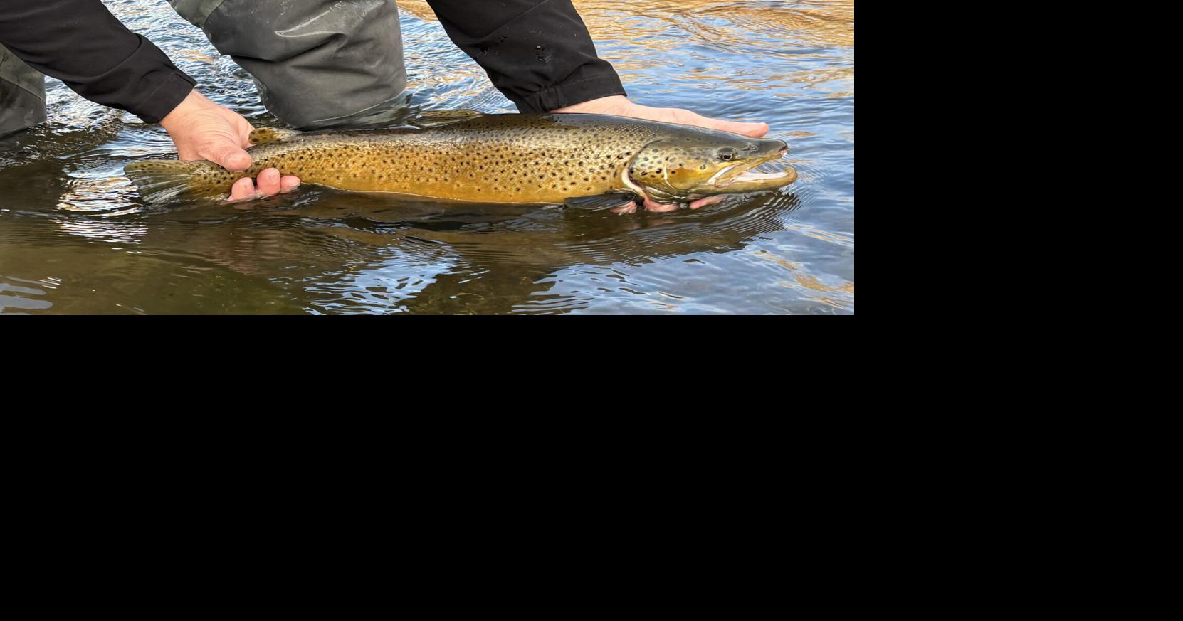 Today's Sportsman The quest for a trophy brown trout Frederick