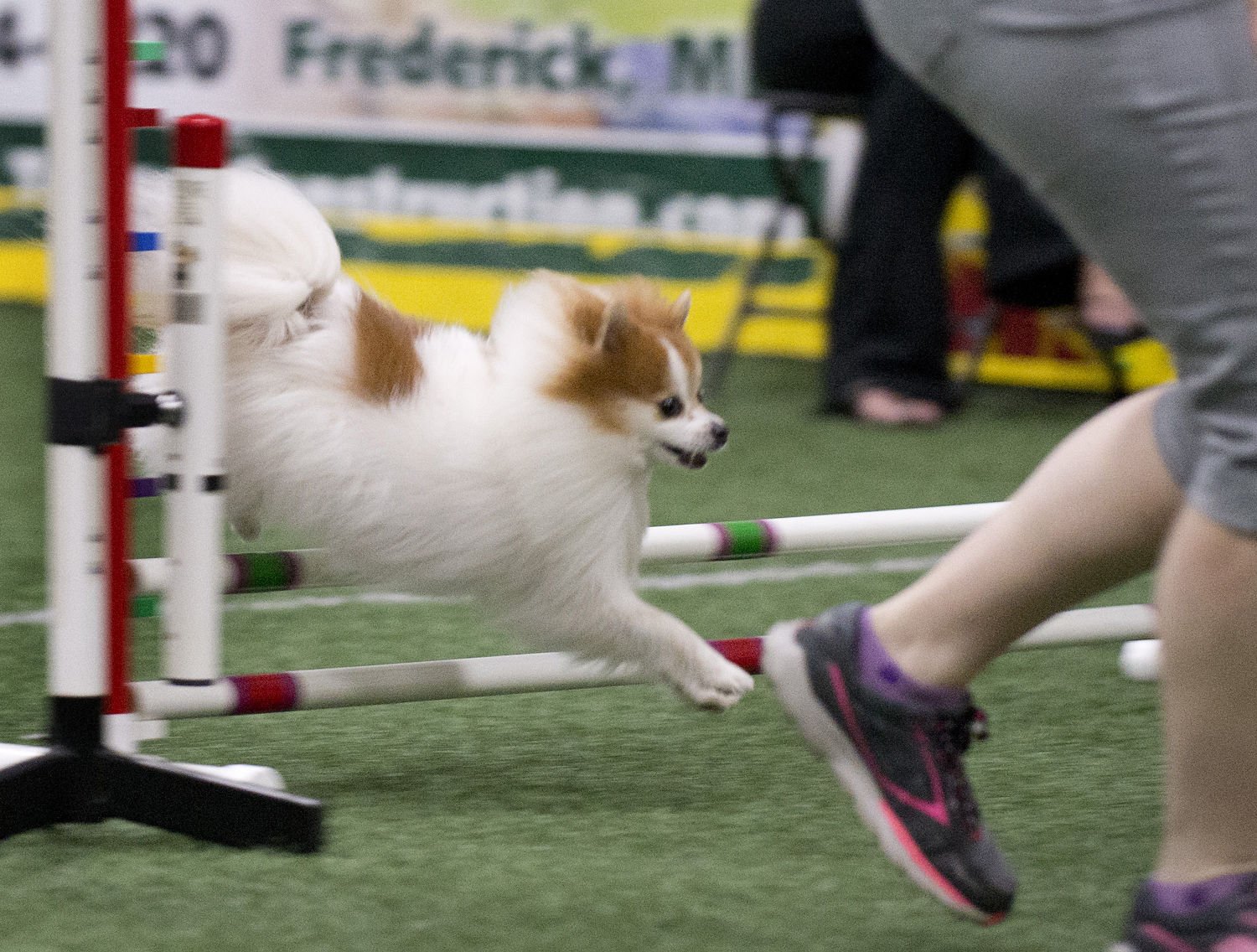 Gabby dog agility shops