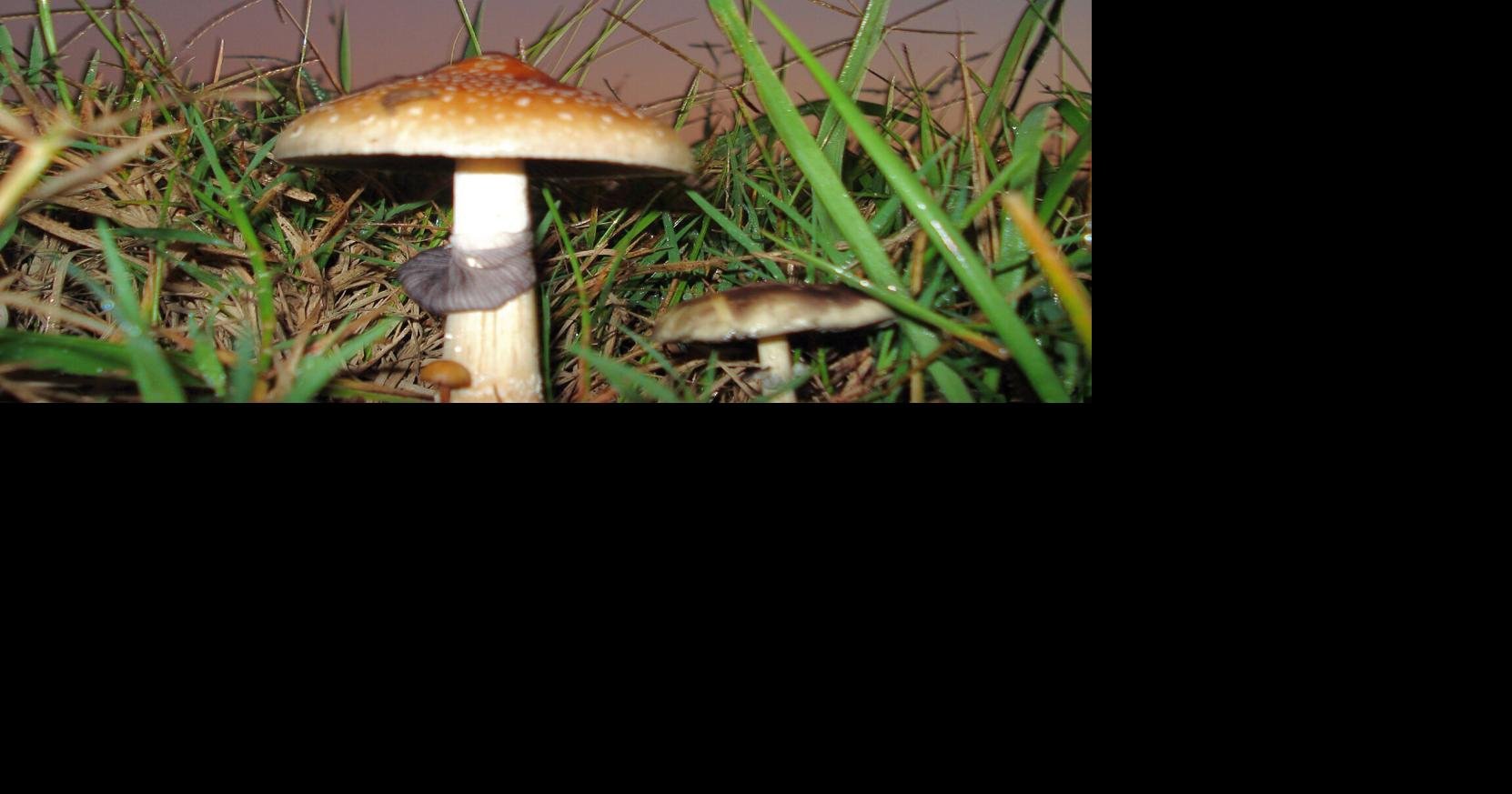 hallucinogenic mushrooms cow manure