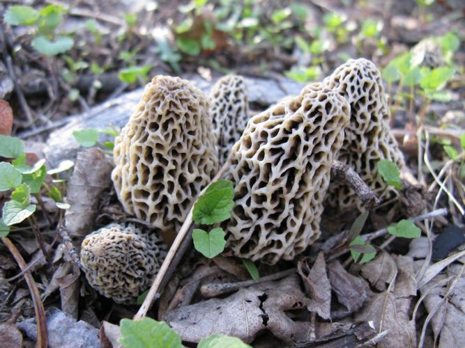 White morels