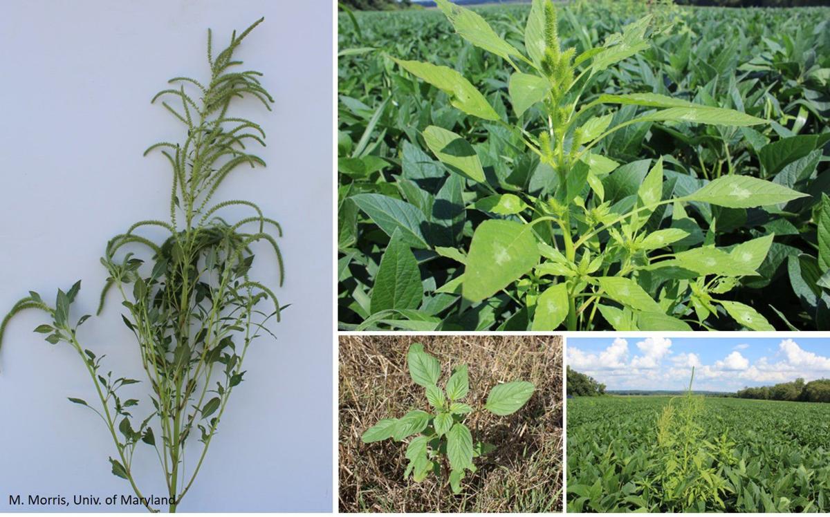 Palmer Amaranth And Waterhemp Management At Harvest
