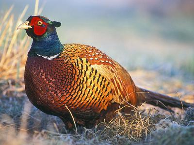 Nature Notes: Ring-necked pheasant