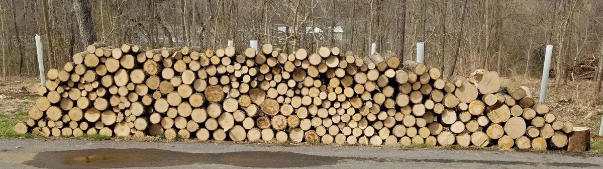 Choosing Firewood