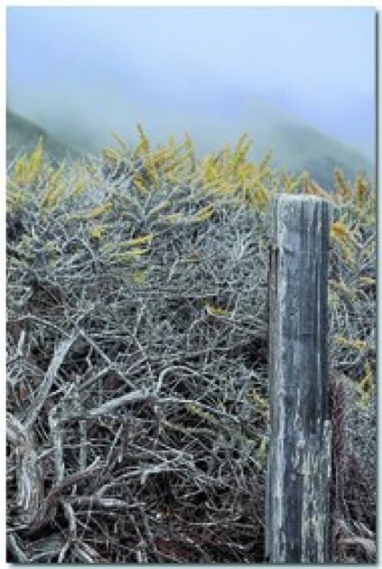 In Search Of Big Sur Jade Archive Fredericknewspost Com