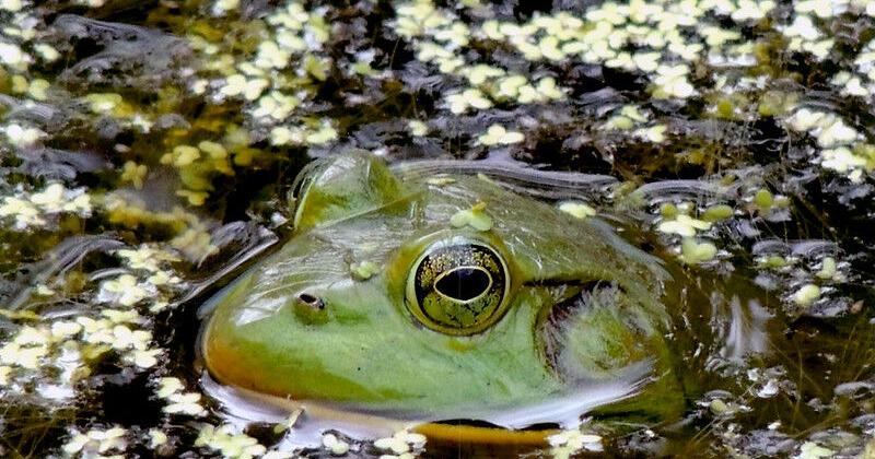 Art in the Park: Frogs!