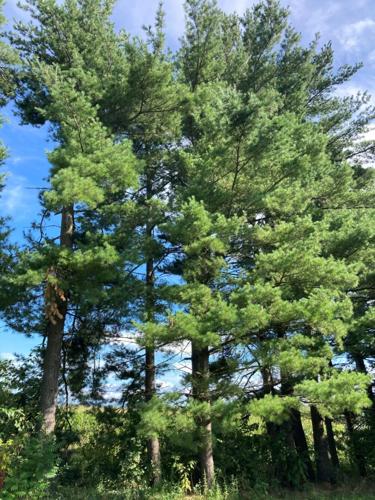 Pine tree seeds coupon code