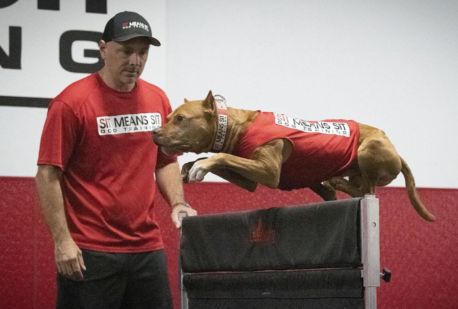 Key time pittie: Woodsboro pit bull, handler to make Hollywood debut on ‘America’s Leading Dog’ Tuesday | Culture