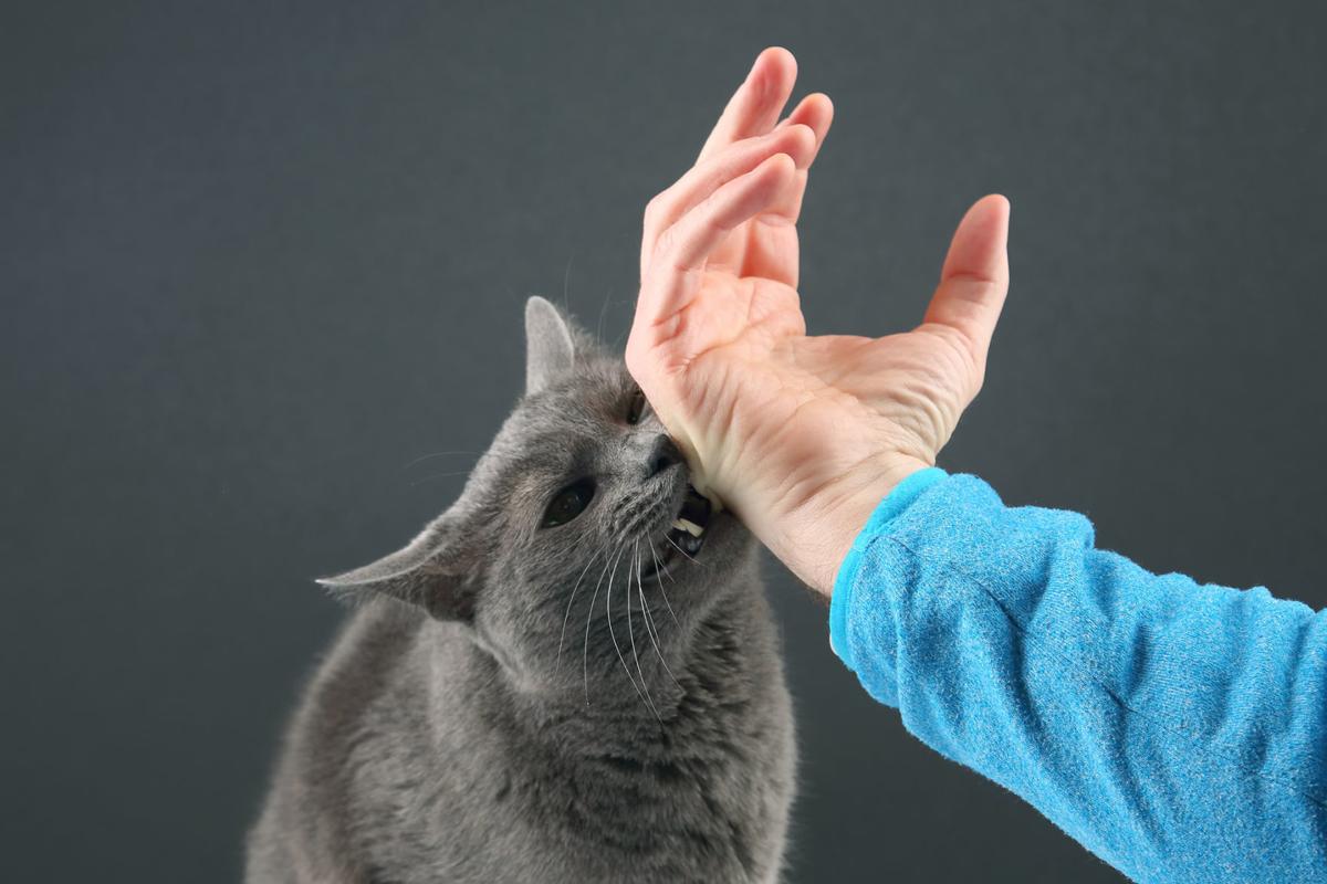 Why Is My Cat Attacking My Lovely Smelling Husband Pets And