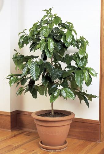 planting gift Congrats Gift | Plant Gifts