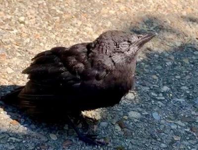 A crow, a cub, a rescue cat and more: the best of B.C. animal