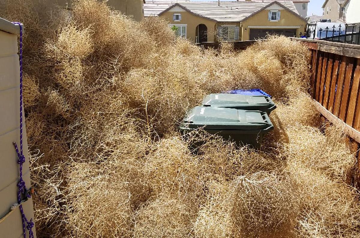 What exactly are Tumbleweeds? - The Portugal News
