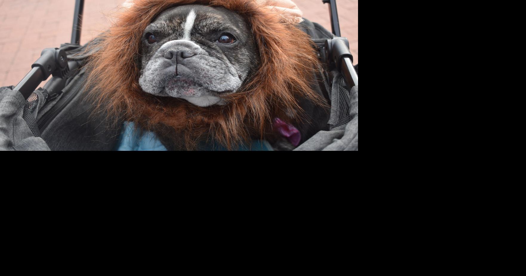 Do you dress up your pets in costumes or clothing?