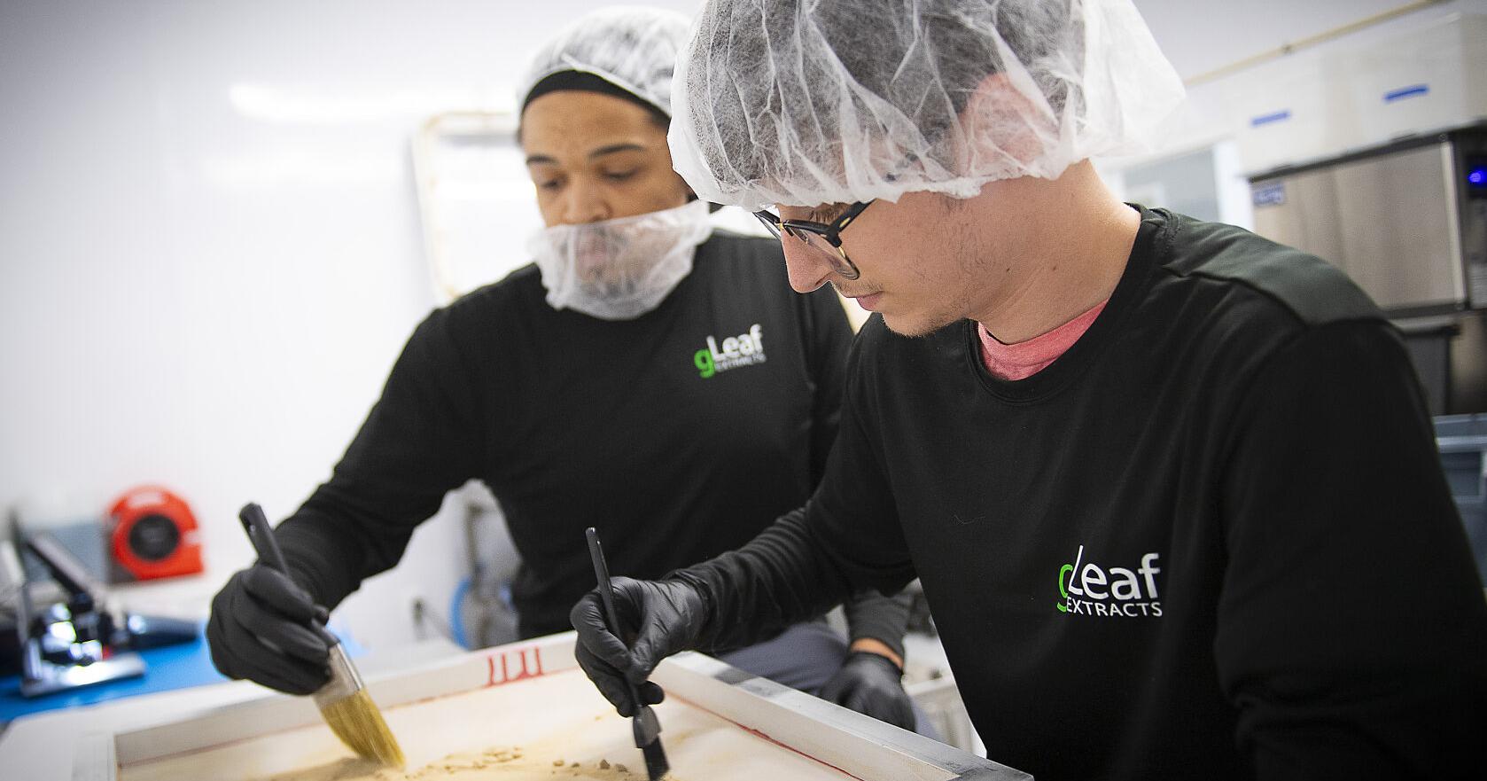 Money in the pot: Local cannabis businesses gear up for anticipated rush - Vimarsana News