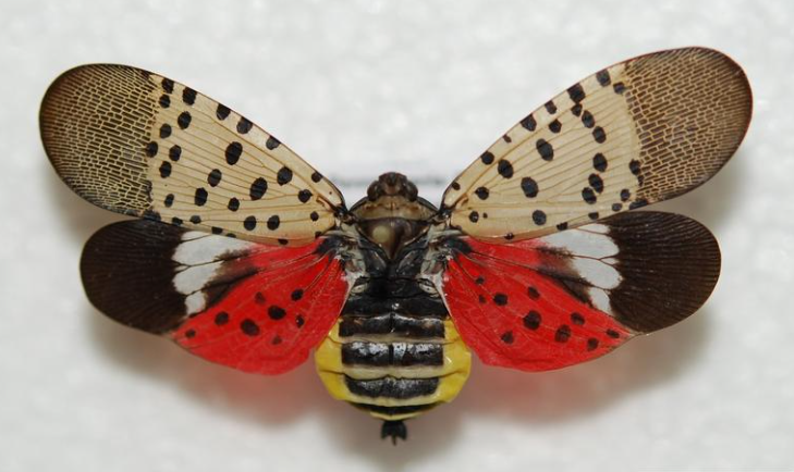 Spotted Lanternfly Hits New Stage: How To Spot The Pests In MD