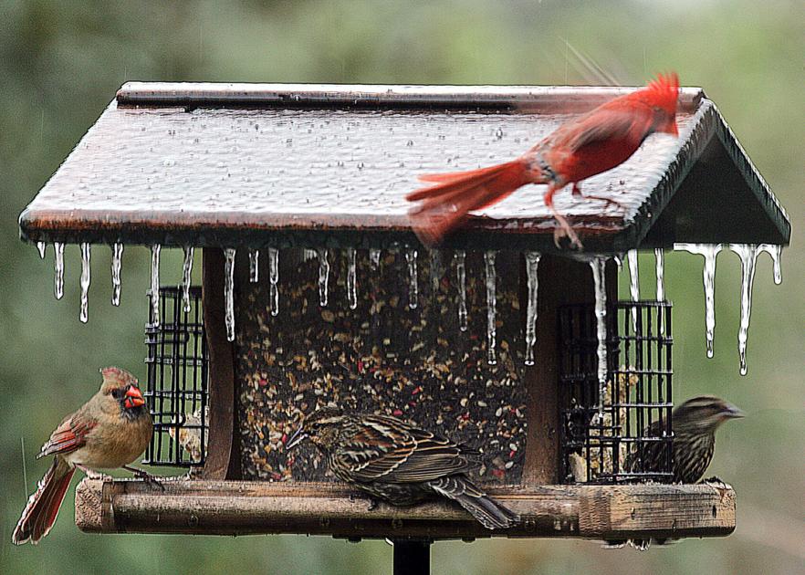 Feeder Borne Illness Birds Are Falling Ill Due To Bacteria Laden Feeders Home And Garden Fredericknewspost Com
