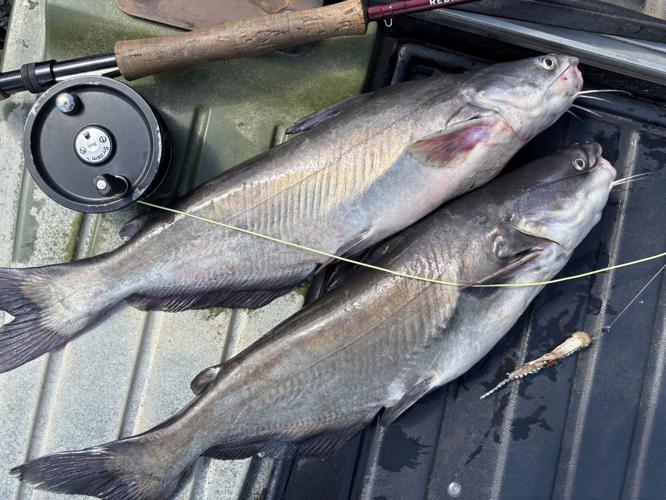 BlueCats.jpg