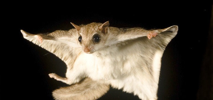northern flying squirrel pet