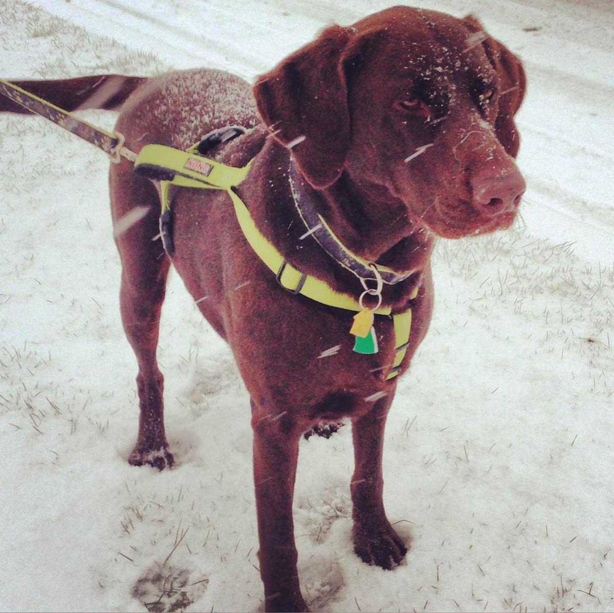 Jameson The Chocolate Lab Fredericknewspost Com